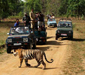 Bandhavgarh National Park