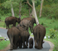 Bandipura National Park