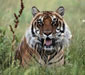 Ranthambore National Park